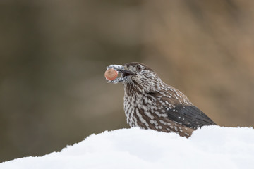 The spotted nutcracker with hazelnut (Nucifraga caryocatactes)