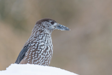 The spotted nutcracker on snow (Nucifraga caryocatactes)
