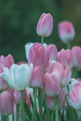 Blurred beautiful pink tulips flower in nature background.Flowers soft blur colors sweet tone background.