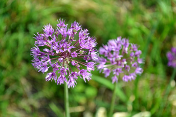 Closeup onion flower in summer in the garden. Wild onion blooms with a purple bud. Wildflower seeds