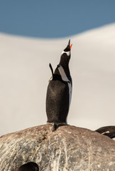 King of the castle - gentoo penguin