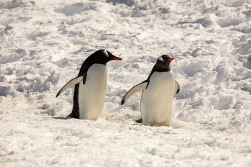 Pair of gentoo penguins, Antarctica 
