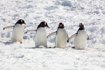 Gentoo penguins in Antarctica