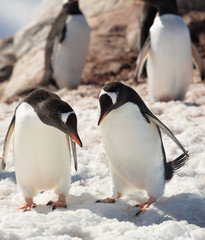 two penguins in antarctica
