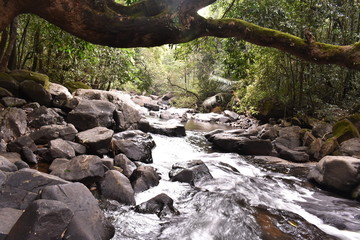 Naklejka na ściany i meble a river flowing through dense forest