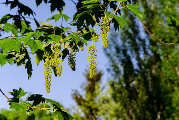 tree branch with green earrings and blooming buds on a background of green leaves