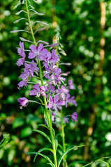 beautiful lilac flower in green grass,  beautiful background