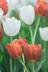 Fototapeten Tulpen Blurred beautiful  tulip flower in nature background.Flowers soft blur colors sweet tone background.  © alohapatty
