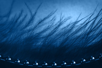 Classic Blue background. Color of the year 2020. Feather with water drops