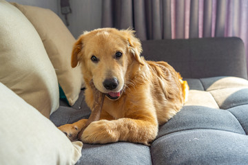 Naughty golden retriever dog chewing the rawhide bone on sofa