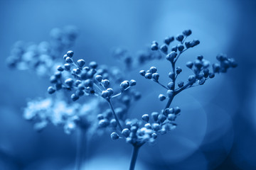 Classic Blue background. Color of the year 2020. Buds meadowsweet, filipendula, spiraea, ulmaria close up