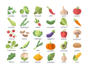 Large set of named colorful vegetables on white for use as design elements for food and nutrition themes, vector illustration