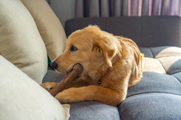 Beautiful young golden retriever dog biting tasty bone on sofa