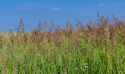 meadow grass against the blue sky