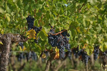 Grapes in the vineyard in the south of France in the Provence