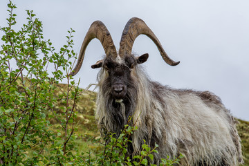 Крупный план горного козла с белыми серыми шерстью. Животное смотрит прямо в камеру