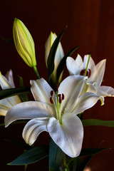 Beautiful white flower with red pistil and bud