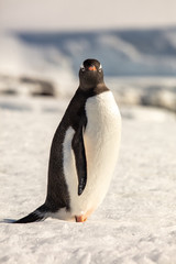 Obraz premium penguin in antarctica