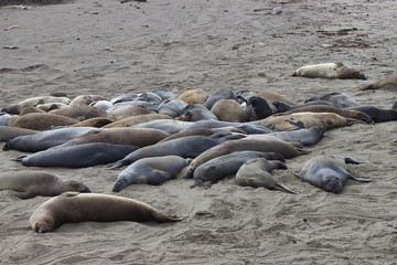 Schlafende See Elefanten am Strand