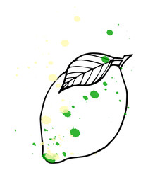 Vector illustration of fruits. Lime with leaves, decorative elements isolated on white background. Hand drawn contour lines and strokes.