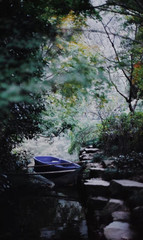 river in the forest