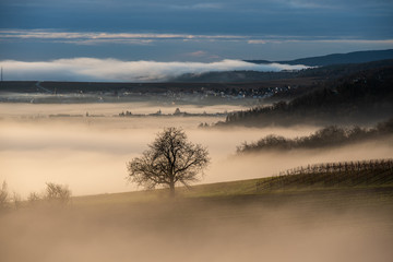 morgenstimmung in den weinbergen