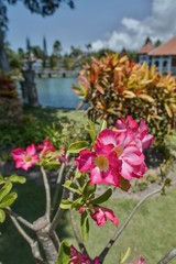 Pink-white Hibiscus flower photographed in Bali.