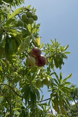 The fruits of the mango tree (Mangifera) ripening on the tree.