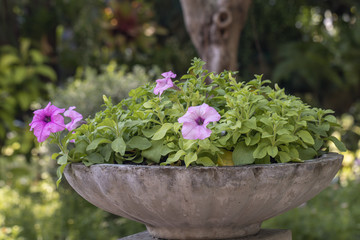 Selective focus beautiful purple Petunia flower blooming in a garden.Close up of Petunia flowers.