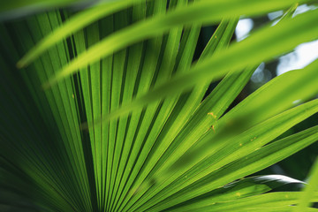 Close up of a pattern and texture green palm foliage background.Blurred greenery abstract background.