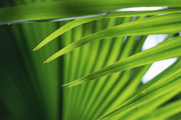 Close up of a pattern and texture green palm foliage background.Blurred greenery abstract background.