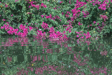 Blooming Magenta bougainvillea flower and  reflection in water.