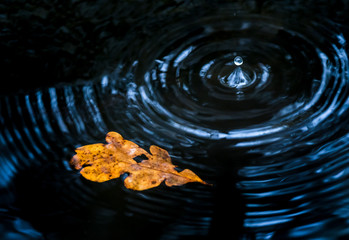 Blatt im Herbst in einem Brunnen mit einem Wassertropfen