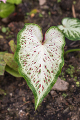 Close up red and white of Caladium leave background.Caladium Miss Muffet plant.(Angle Wings)