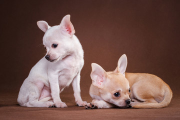 Two chihuahua dogs in studio on brown background