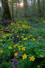The marsh-marigold from flooded oak forest