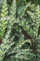 Sansevieria plant in a garden.Green leave.