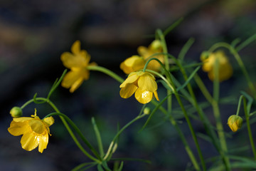 Obraz premium Buttercup (Ranunculs) flower in bloom, Crna Mlaka