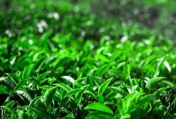 Fresh green tea plantation at Ban Ruk Thai village in Mae Hong Son province, Thailand.