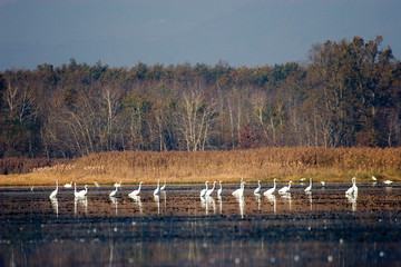 The great egret from Crna Mlaka on a marsh in autumn