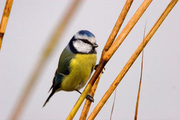 The Eurasian blue tit (Cyanistes caeruleus) in reeds, Crna Mlaka, Croatia