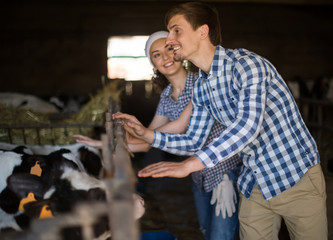 technician workers with cows in cowhouse
