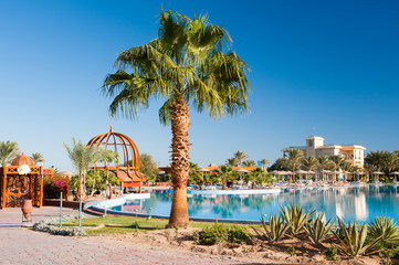 Beautiful palm near swimming pool