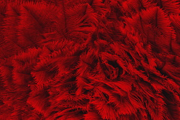 Straussenfedern rot 7429