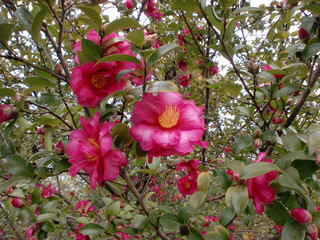 椿の花