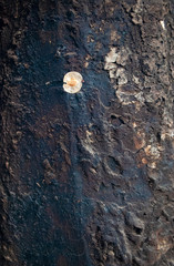 Fototapeta na wymiar snail on tree