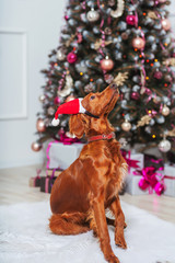 Irish red setter dog in Santa Claus hat on the background of Christmas decorations. Big brown dog...