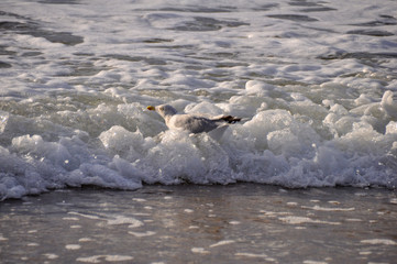 Möwe im Meer