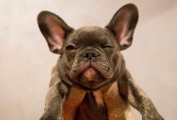 Squinting french bulldog puppy is held in hands in bright mittens on a gray wall background