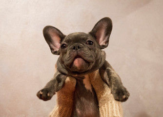 French bulldog puppy in hands in mittens on a neutral gray background
